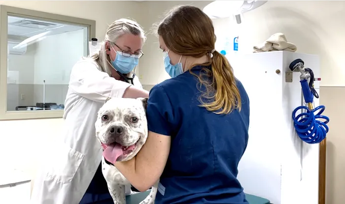 VCA Southwick Animal Hospital Picture 9