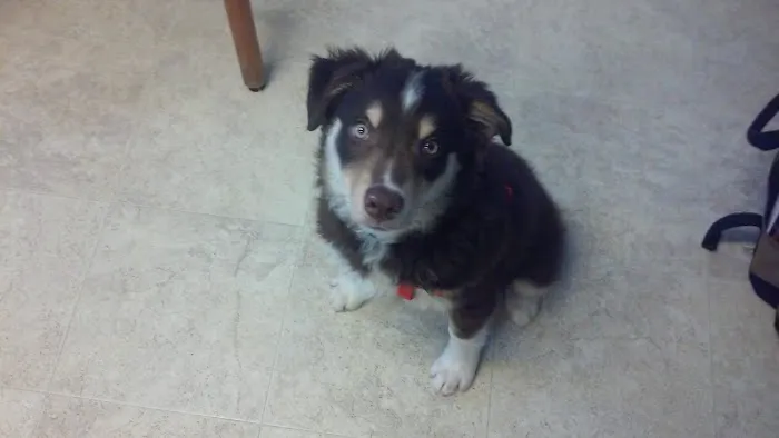 Pet House Calls Veterinary Clinic Picture 2