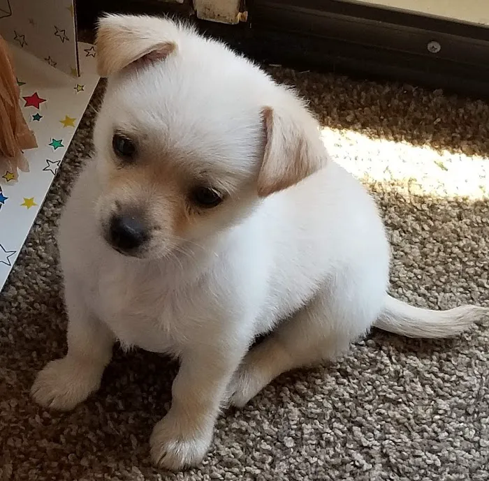 Elite Puppies Picture 9