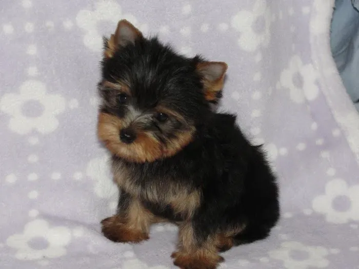 Elite Puppies Picture 3