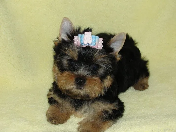 Elite Puppies Picture 6