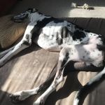 Riverbend Animal Hospital