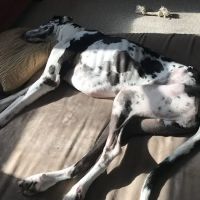 Riverbend Animal Hospital ico