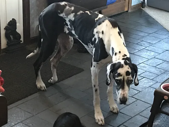 Riverbend Animal Hospital Picture 5