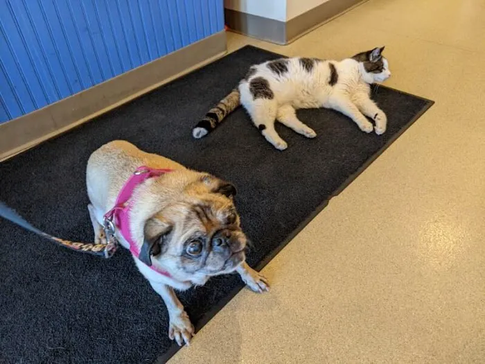 Riverbend Animal Hospital Picture 8