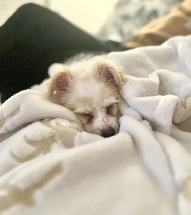 Dream Puppies Pet Store Picture 5