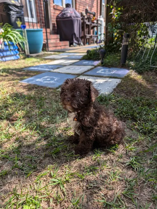 Dream Puppies Pet Store Picture 6