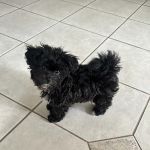 Dream Puppies Pet Store