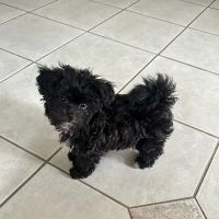 Dream Puppies Pet Store ico