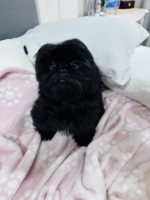 Dream Puppies Pet Store Picture 2
