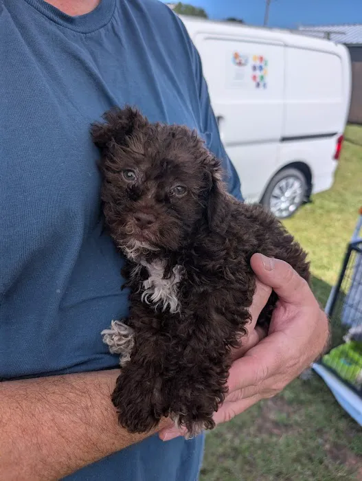 Dream Puppies Pet Store Picture 7