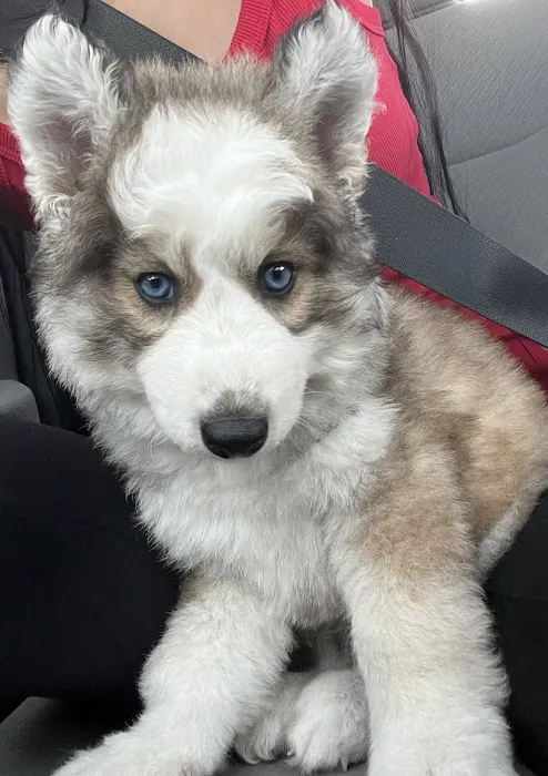 Dream Puppies Pet Store Picture 8