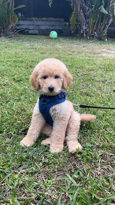 Dream Puppies Pet Store Picture 10