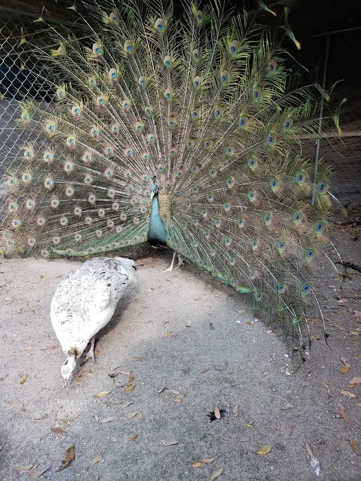 GOD Creations Patterson Peafowl Farm Picture 4