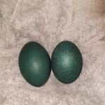 GOD Creations Patterson Peafowl Farm