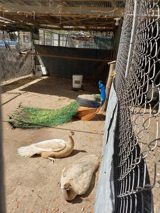 GOD Creations Patterson Peafowl Farm Picture 2