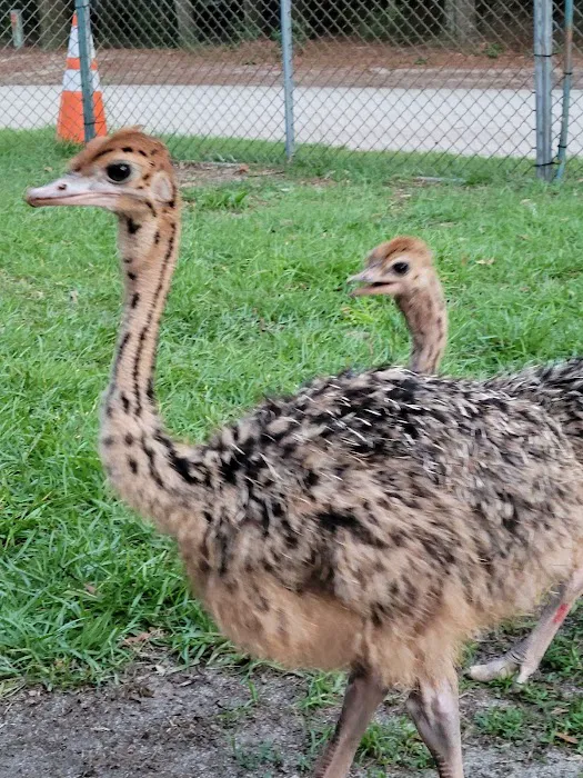 GOD Creations Patterson Peafowl Farm Picture 3