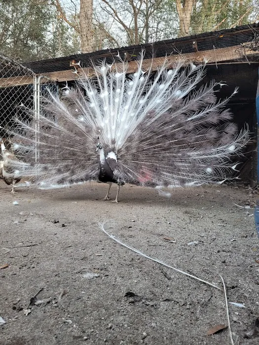 GOD Creations Patterson Peafowl Farm Picture 8