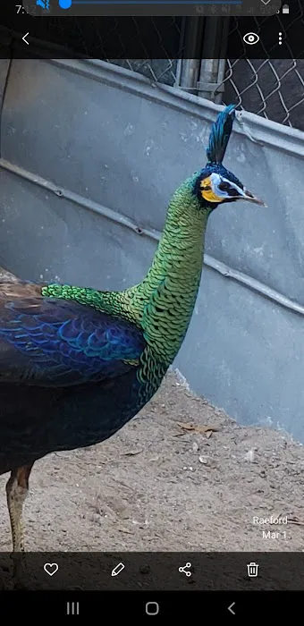 GOD Creations Patterson Peafowl Farm Picture 6