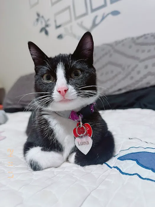 The Cat Hospital Picture 1