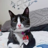 The Cat Hospital ico