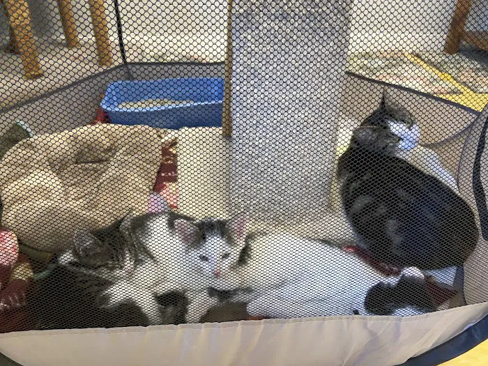 The Cat Hospital Picture 3