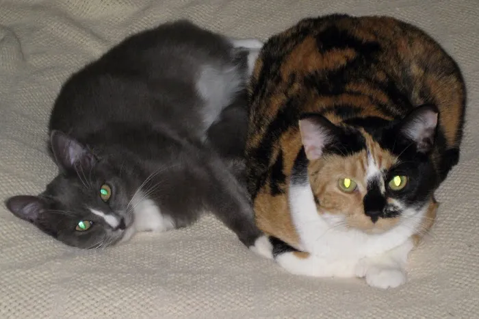 The Cat Hospital Picture 2