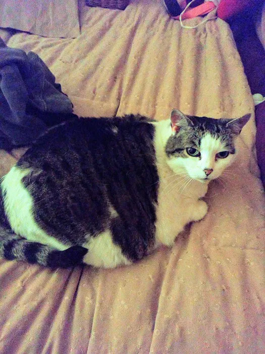 The Cat Hospital Picture 5