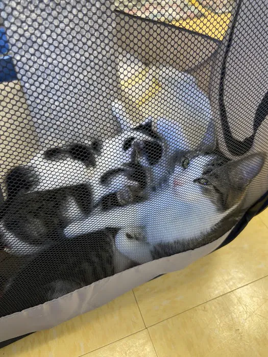 The Cat Hospital Picture 6