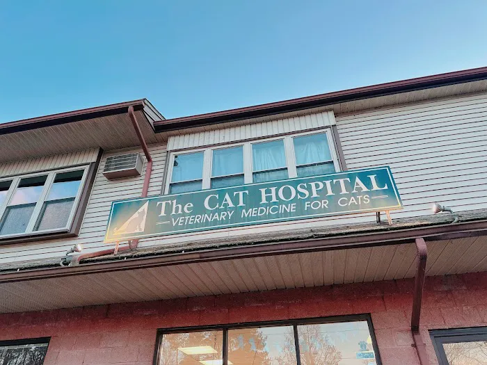 The Cat Hospital Picture 10