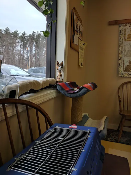 The Cat Hospital Picture 4