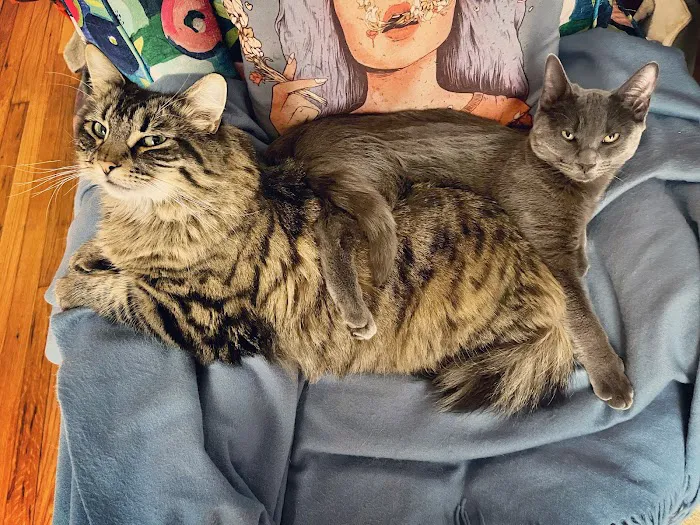 The Cat Hospital Picture 8