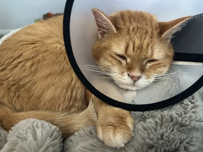 Integrity Veterinary Center Picture 1