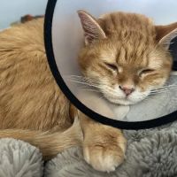 Integrity Veterinary Center ico