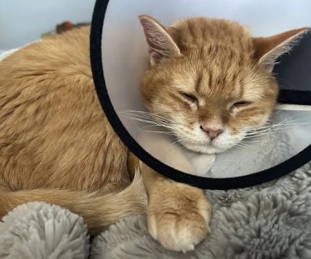 Integrity Veterinary Center
