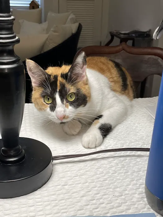 Integrity Veterinary Center Picture 8