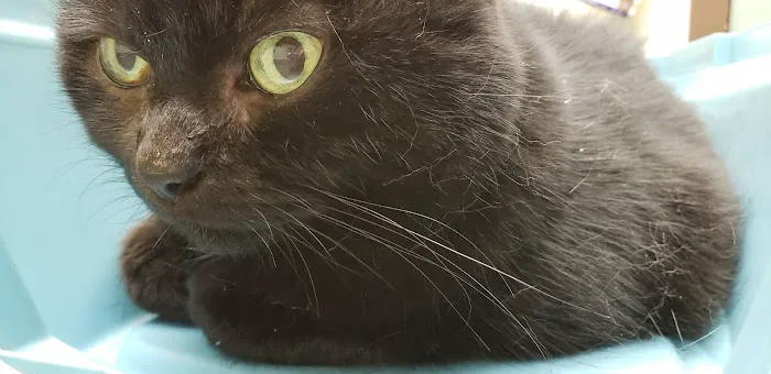 North King Animal Clinic Picture 3