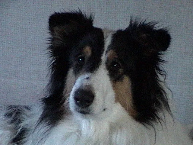 North King Animal Clinic Picture 5