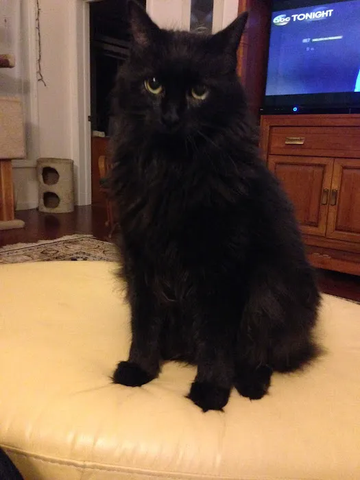 North King Animal Clinic Picture 2