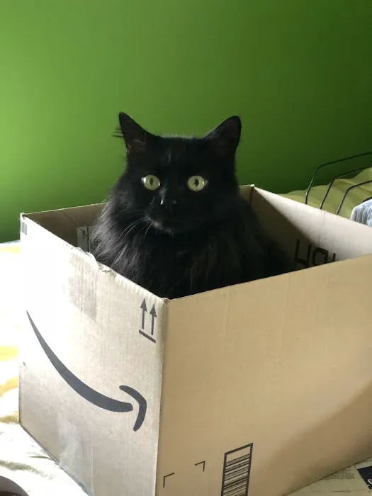 North King Animal Clinic Picture 4