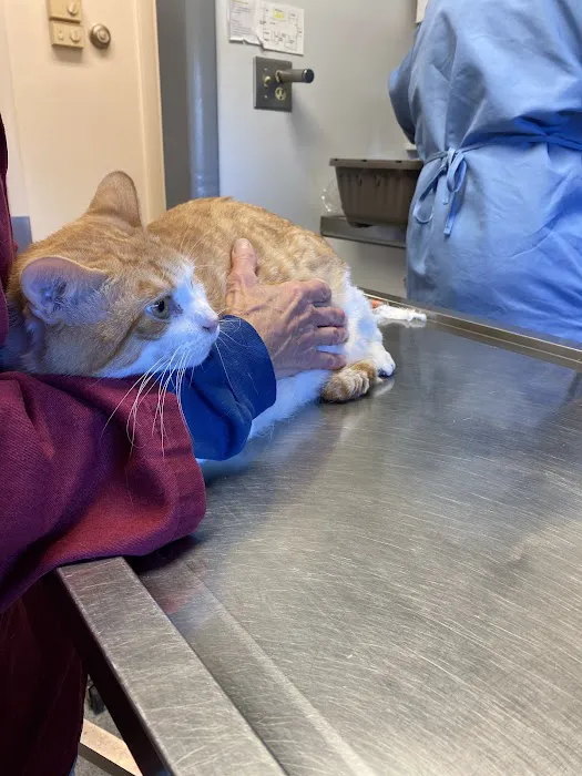 Holyoke Animal Hospital Picture 6
