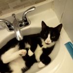 Holyoke Animal Hospital