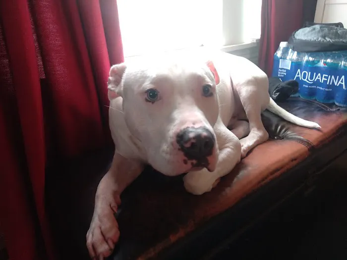 Holyoke Animal Hospital Picture 9