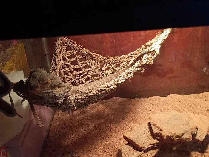 Let's Pet Picture 8