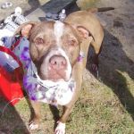 Florence Animal Clinic