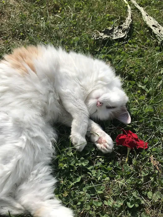 Florence Animal Clinic Picture 5