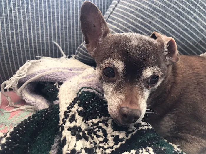 Florence Animal Clinic Picture 7