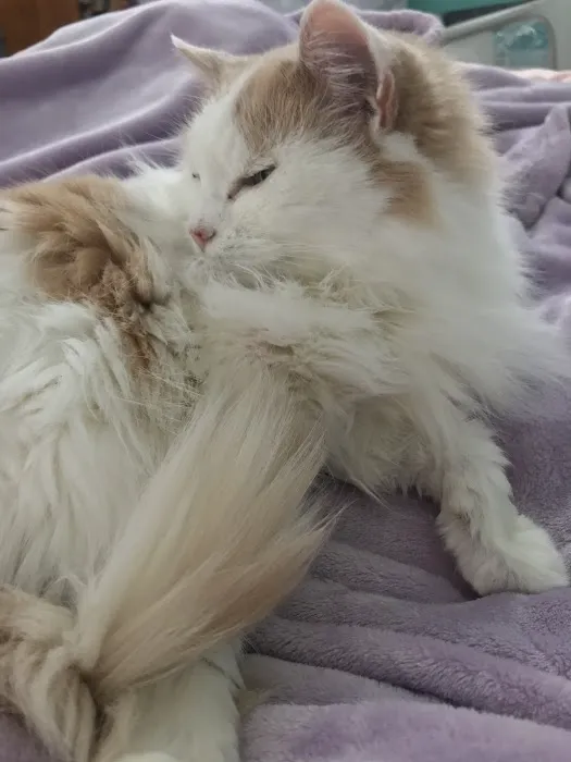 Florence Animal Clinic Picture 9