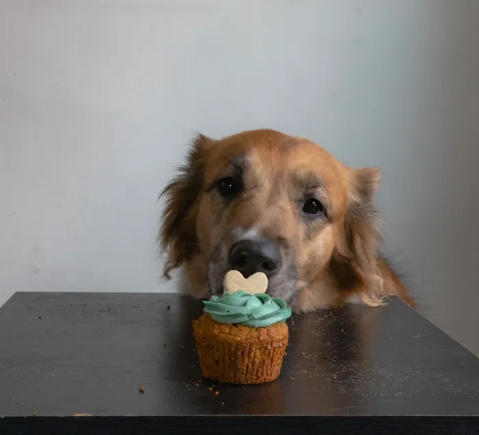 Howlin at the Moon Bakery Picture 3