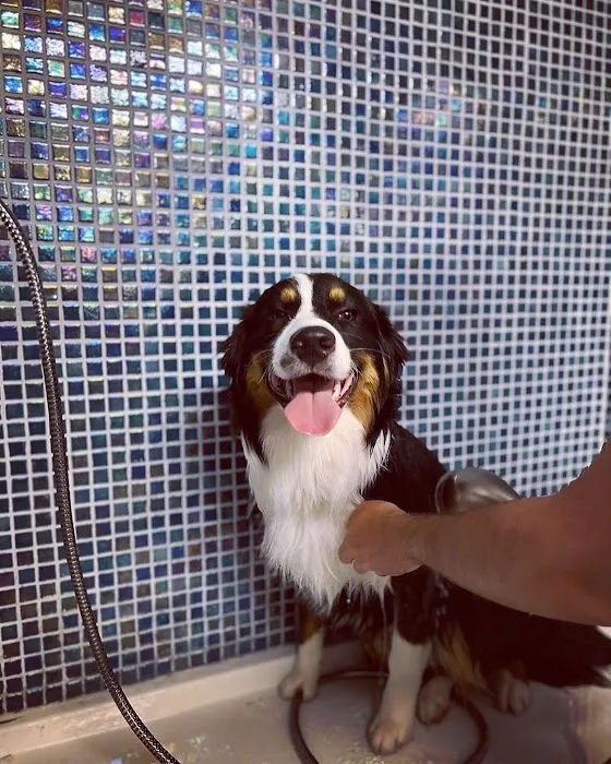 Howlin at the Moon Bakery Picture 1